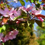 flourishing-289802_1280-1024x684